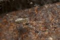 /album/pholcidae/pholcus-opilionoides-1-jpg/